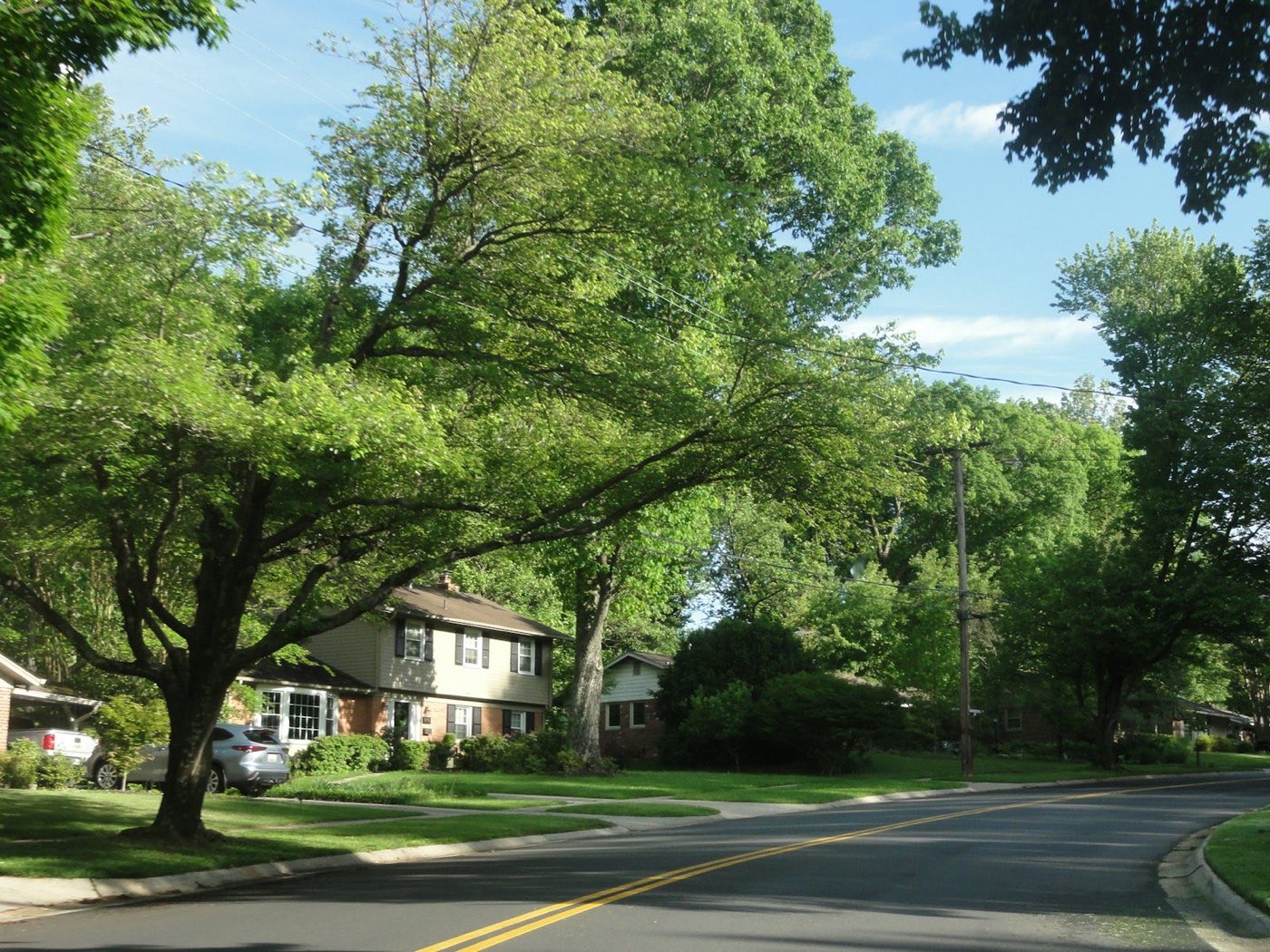 A quiet residential street lined with large leafy trees